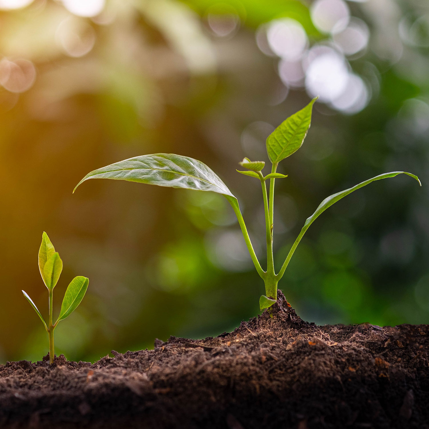 Incubation-and-Acceleration-Programs